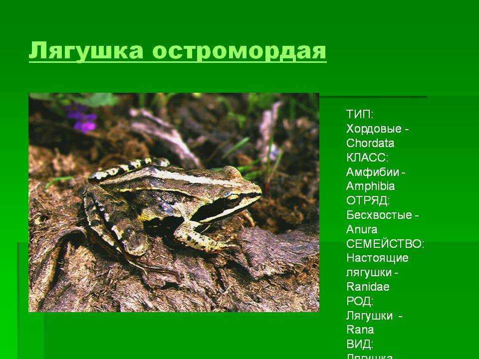 Какой тип развития характерен для лягушки. Строение остромордой лягушки. Травяная и остромордая лягушки. Остромордая лягушка систематика. Лягушка род вид.