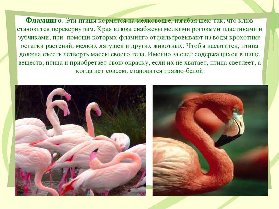 Фламинго сообщение. Интересные факты о Фламинго. Сообщение о Фламинго. Доклад о птице Фламинго. Доклад про Фламинго.
