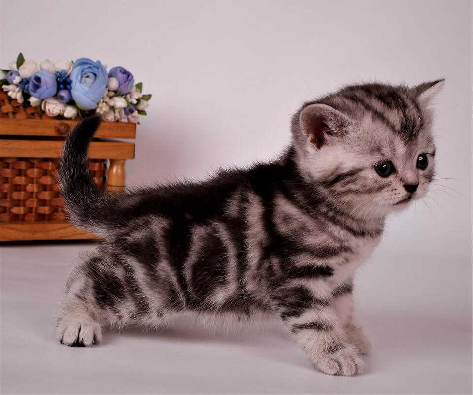 Кличка полосатому. Шотландские короткошерстные котята. Мраморный британец котенок. Британец мраморный окрас. Бенгал мраморный табби.