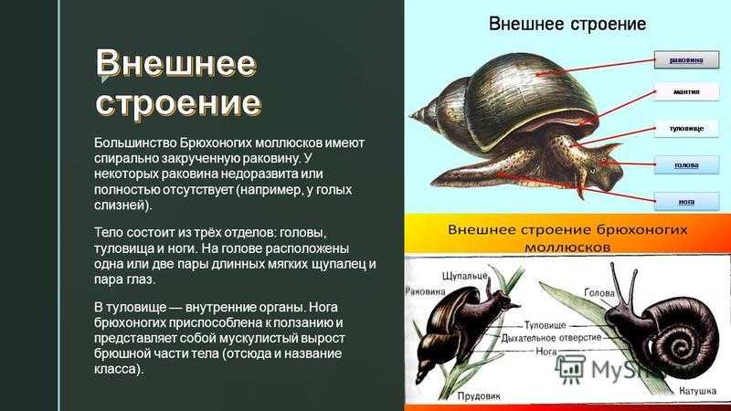 Биология класс брюхоногие моллюски