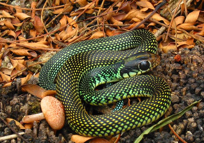 Фото змей с названием. Drymobius margaritiferus. Разнообразие змей. Название всех змей. Змеи названия.