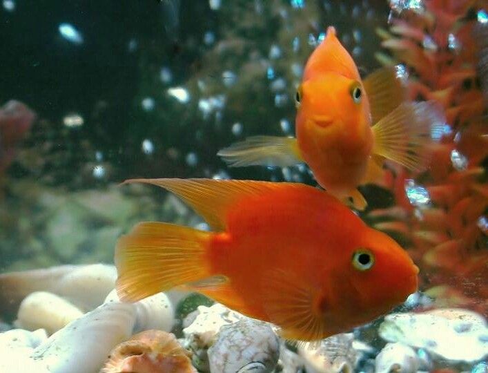 Оранжевая аквариумная рыбка. Рыбки попугайчики аквариумные. Попугай рыбка аквариумная живородящая. Оранжевая рыбка. Оранжевая рыбка для аквариума.