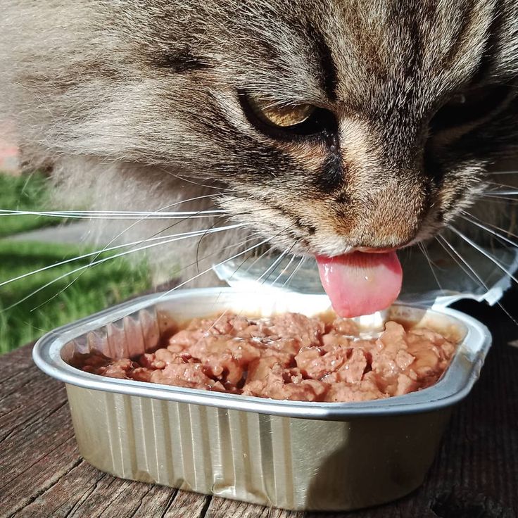 Можно котам давать сырое мясо. Блюда из кошачьего мяса. Блюда для кошек. Блюда из котов.