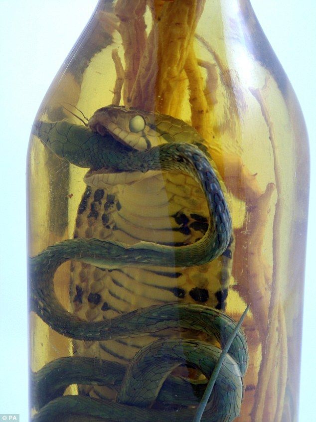 Настойка на змее. Змея в бутылке. Змеиный яд в бутылке. Кобра в бутылке.