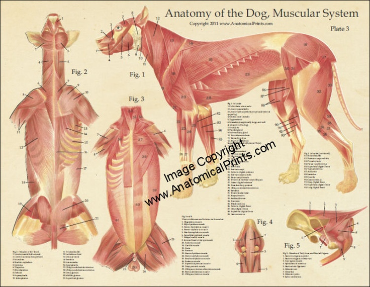 Мышцы собаки анатомия в картинках