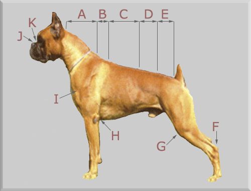 Телосложение собаки. Немецкий боксер стандарт породы. Боксёр собака стандарт породы. Боксёр собака габариты. Стандарт породы немецкий боксер сука.