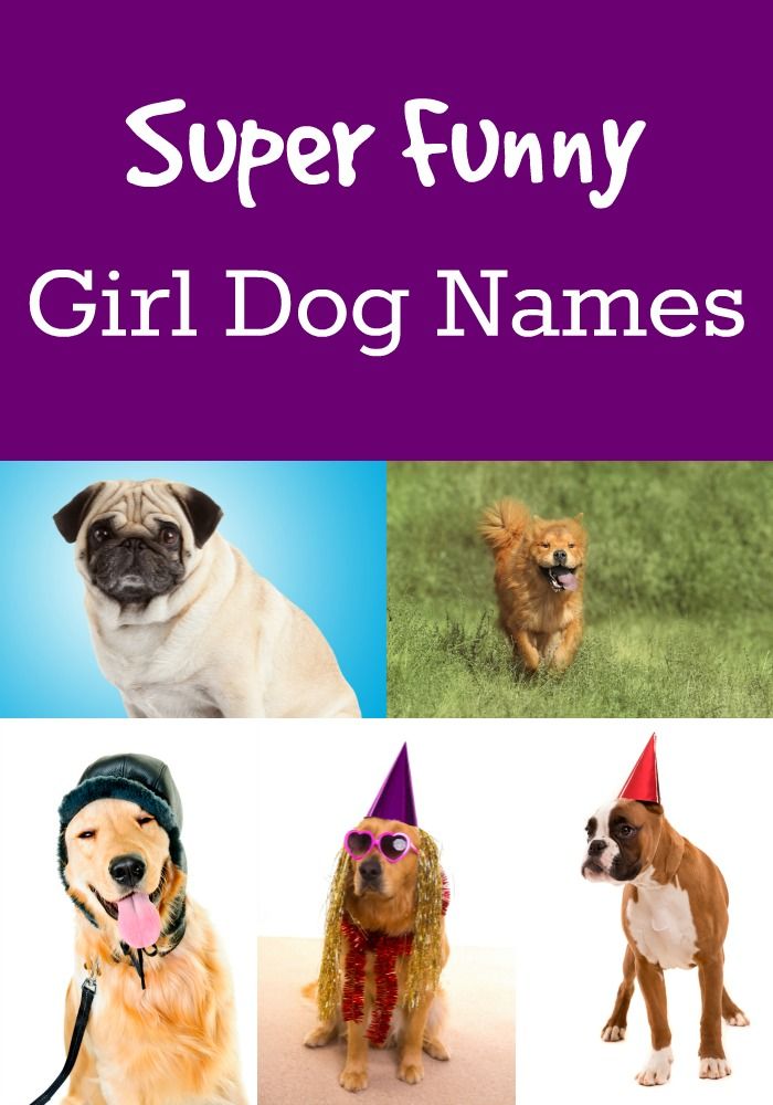 Dog names. Имена для собак. Красивые собачьи имена. Самые крутые клички для собак. Смешные собачьи имена.