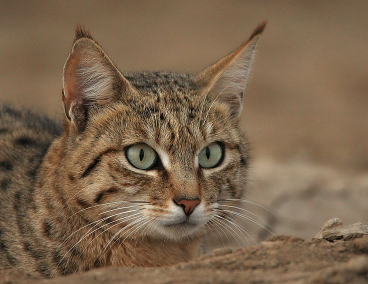 Фотографии степной кошки