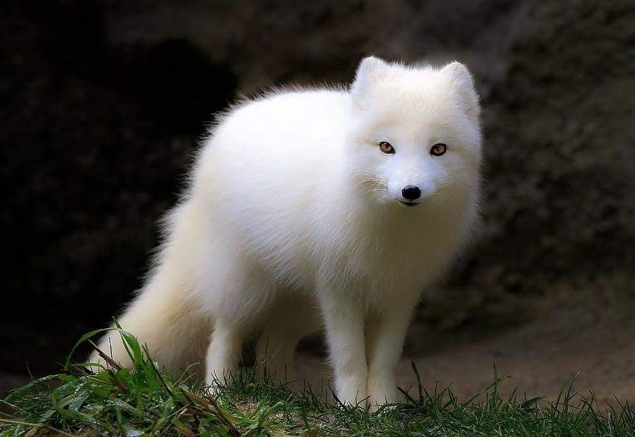 White fox. Байкальский песец. Песец белый малыш. Песец пятнистый. Лиса песец.