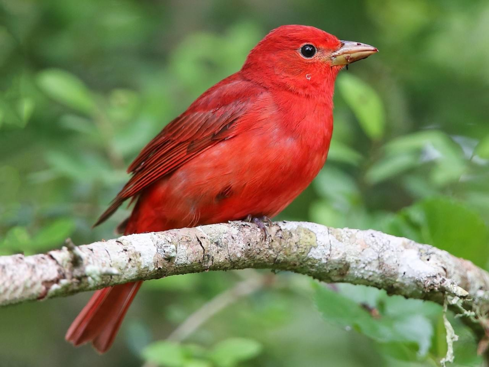 Красна птица пением. Красный овсянковый Кардинал. Красная танагра птица. Танагра птица оранжевая. Красная пиранга.