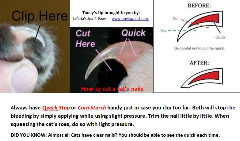 Как правильно подстричь когти кошке в домашних условиях фото пошагово в