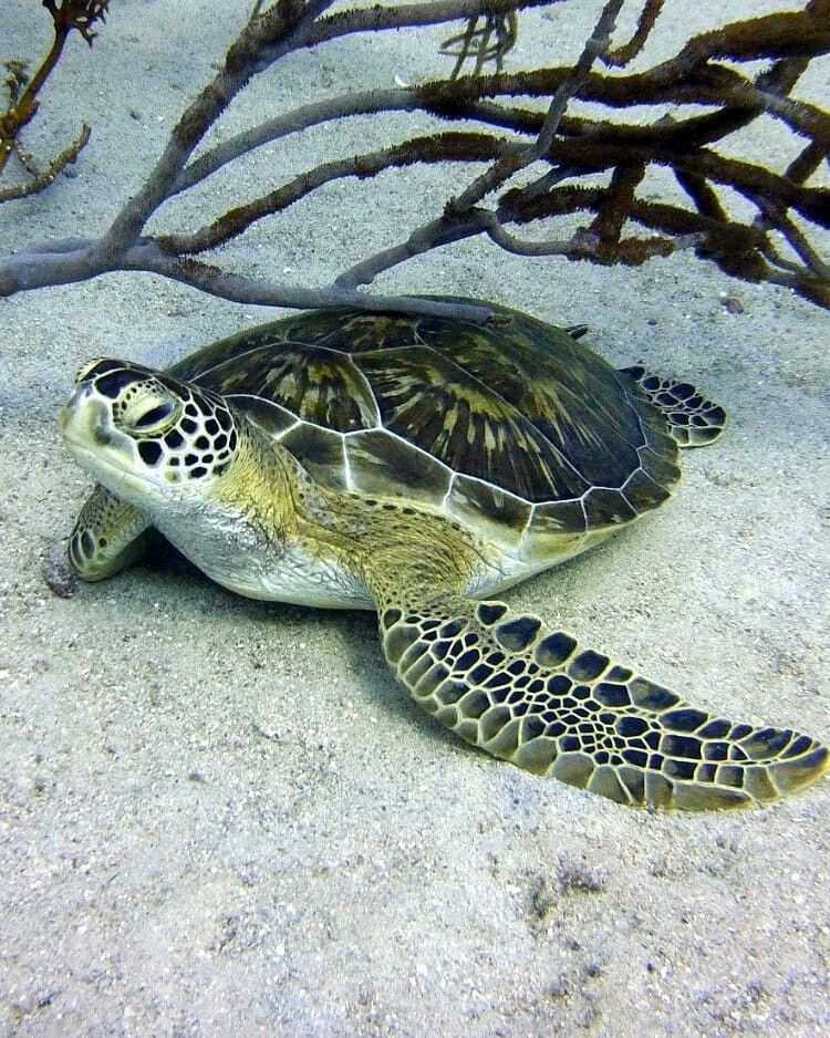 Водяная домашняя черепаха. Водоплавающая черепаха морская. Водоплавающая Черепаза. Южноамериканская килевая черепаха. Черепахи Атлантического океана.