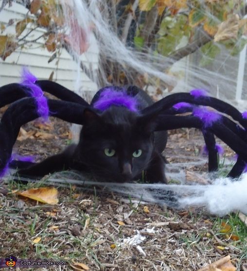 Включи кот паук. Кот в костюме паука. Костюм паука для кошки. Костюм паука на Хэллоуин. Костюм для кота в виде паука.