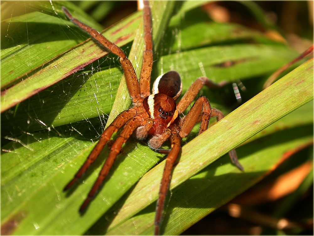 Паук охотник. Dolomedes plantarius паук. Доломедес фимбриатус. Паук каёмчатый охотник (Dolomedes fimbriatus). Dolomedes fimbriatus паук Тарантул.