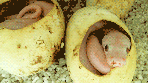 Видео яйца змеи. Вылупление кобры из яйца. Змейка вылупилась из яйца. Змеи вылупляются из яиц.