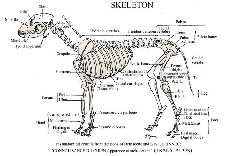 Скелет кошки схема