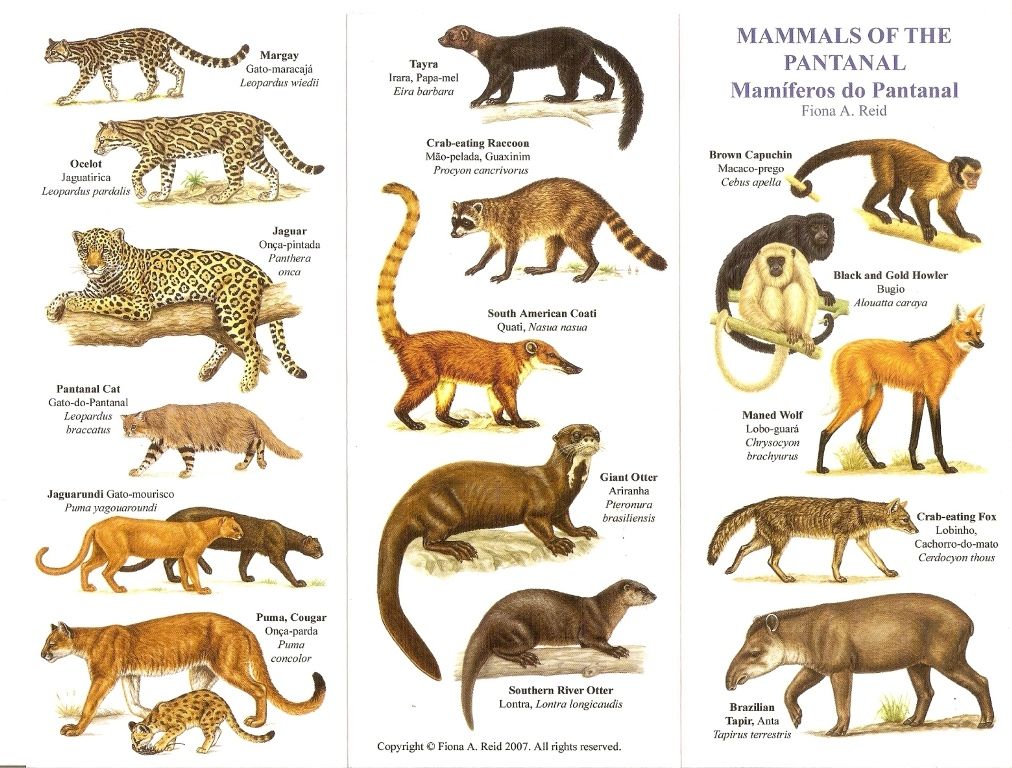 Млекопитающие животные примеры названия