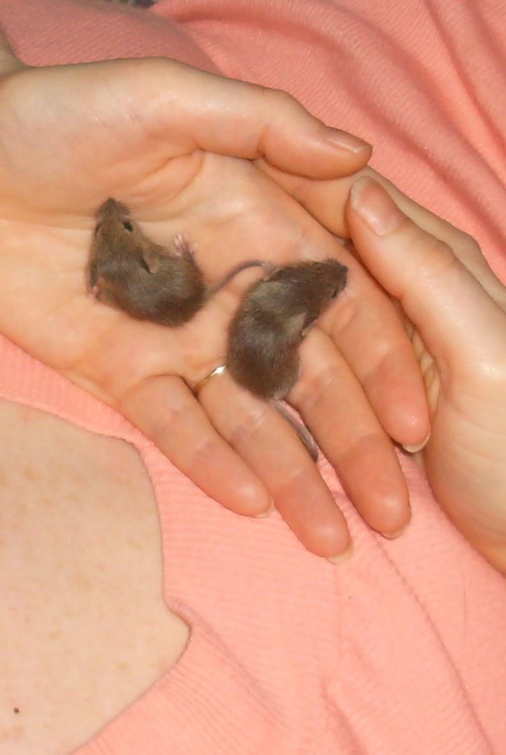 Новорожденные детеныши мыши. Детеныш мыши. Домовая мышь новорожденная.