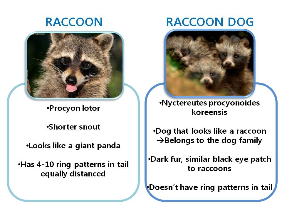 Racoons перевод с английского