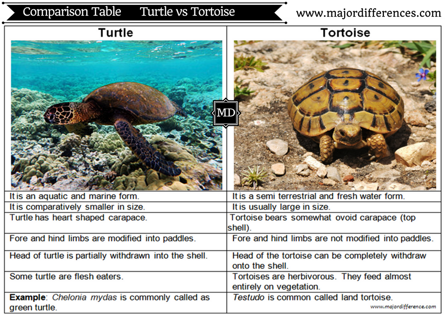 Температура черепах. Tortoise Turtle разница. Различия между Turtle Tortoises. Черепаха vs тортойс. Difference between Turtle and Tortoise.