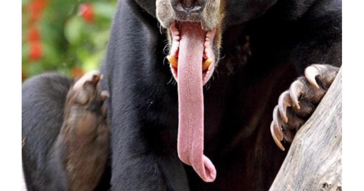 Длинный черный язык. Собака с языком. Животные с длинным языком. Собака с длинным языком.