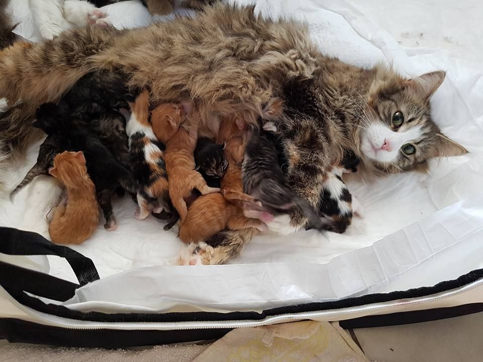 Рождают сильных котят. Котята Мейн кун Новорожденные. Новорожденные котята Мейн куна. Новорождённые котята Мейн куна.