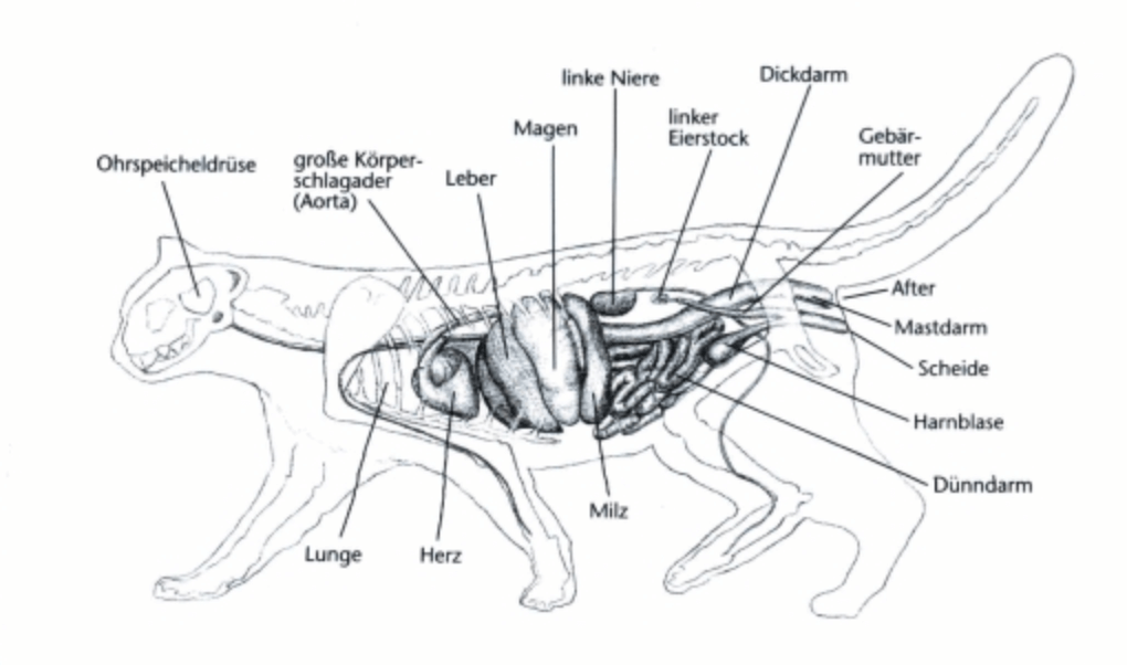 Внутренние органы кошки схема