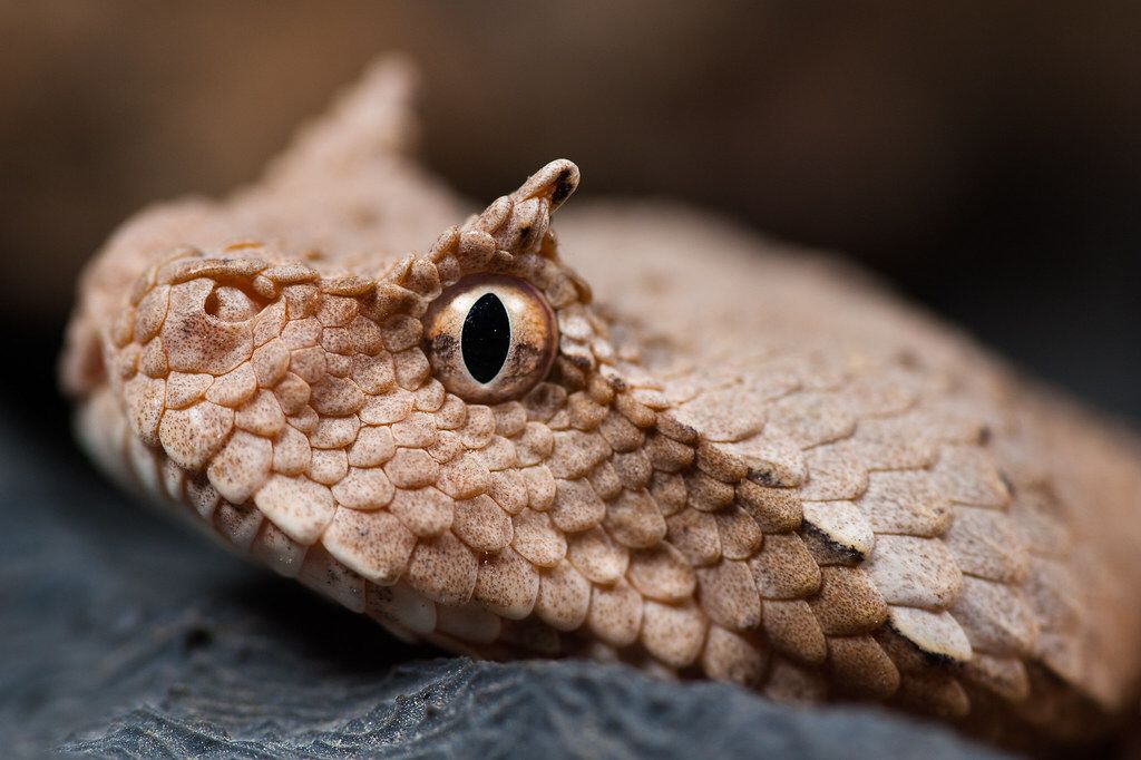 Рогатая гадюка. Pseudocerastes persicus. Сахарная рогатая гадюка. Хорн Вайпер. Змея с рогами.