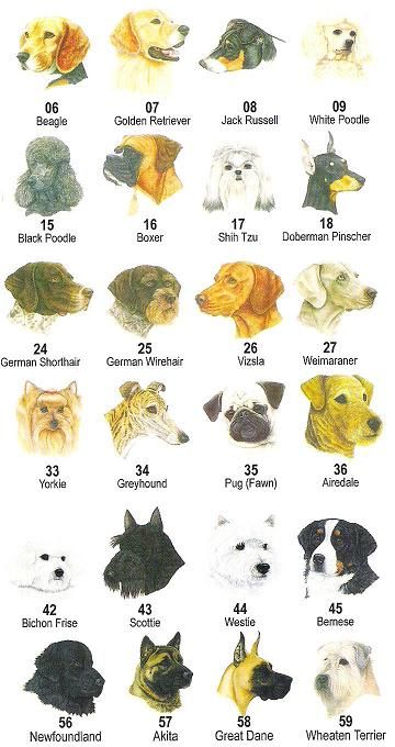 Породы собак на букву фотографиями и названиями