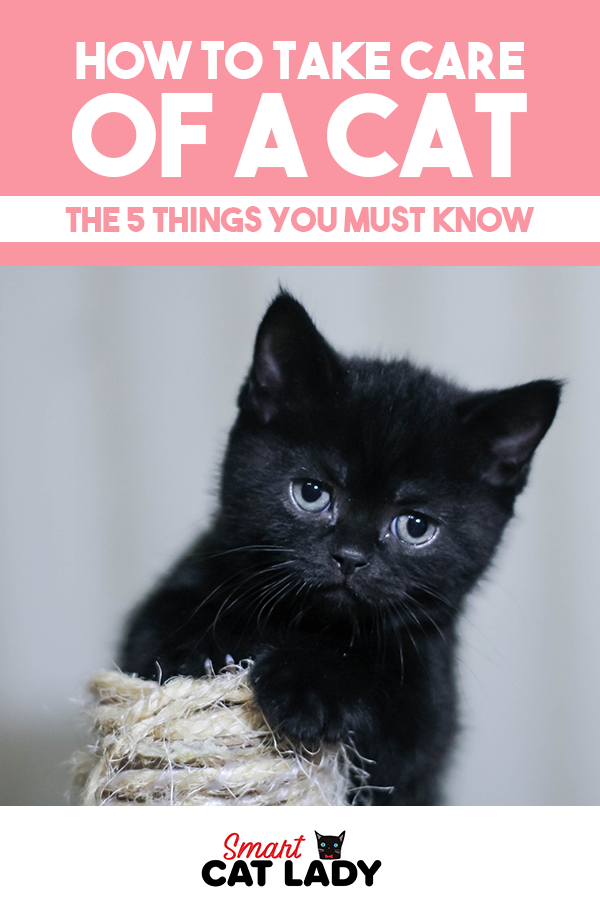 Unique black. Имя для чёрного котёнка. Кличка для черного котенка. Имя для чёрного котёнка девочки. Имена для чёрных котов.