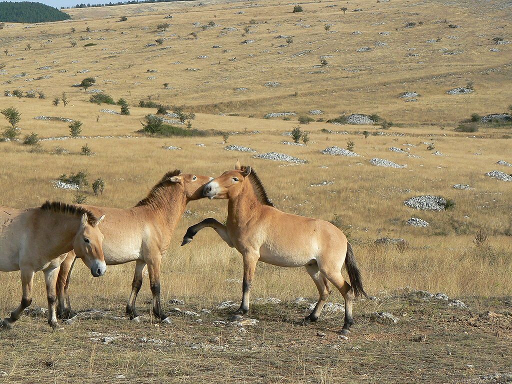 Животный мир казахстана