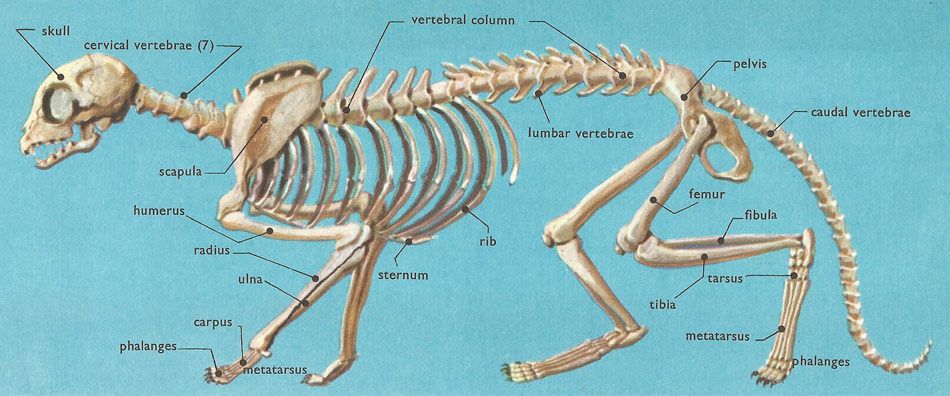 Скелет кота фото с описанием костей