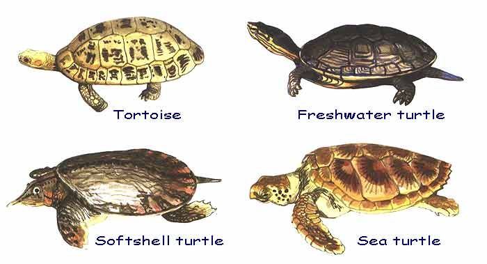 Как будет черепаха на английском. Кличка для черепахи на английском. Черепахи названия. Английское имя для черепахи. Имя для черепахи.