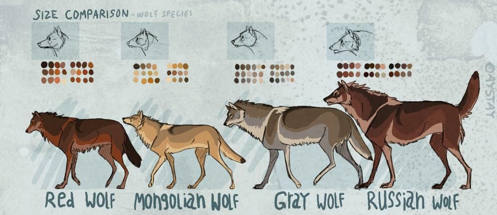 Волки сколько страниц. Рост волка в холке. Размеры волка и собаки. Волк по сравнению с человеком. Размерdjkrf в сравнении с человеком.