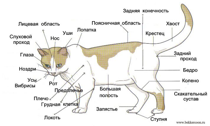 Скелет кота фото с описанием костей