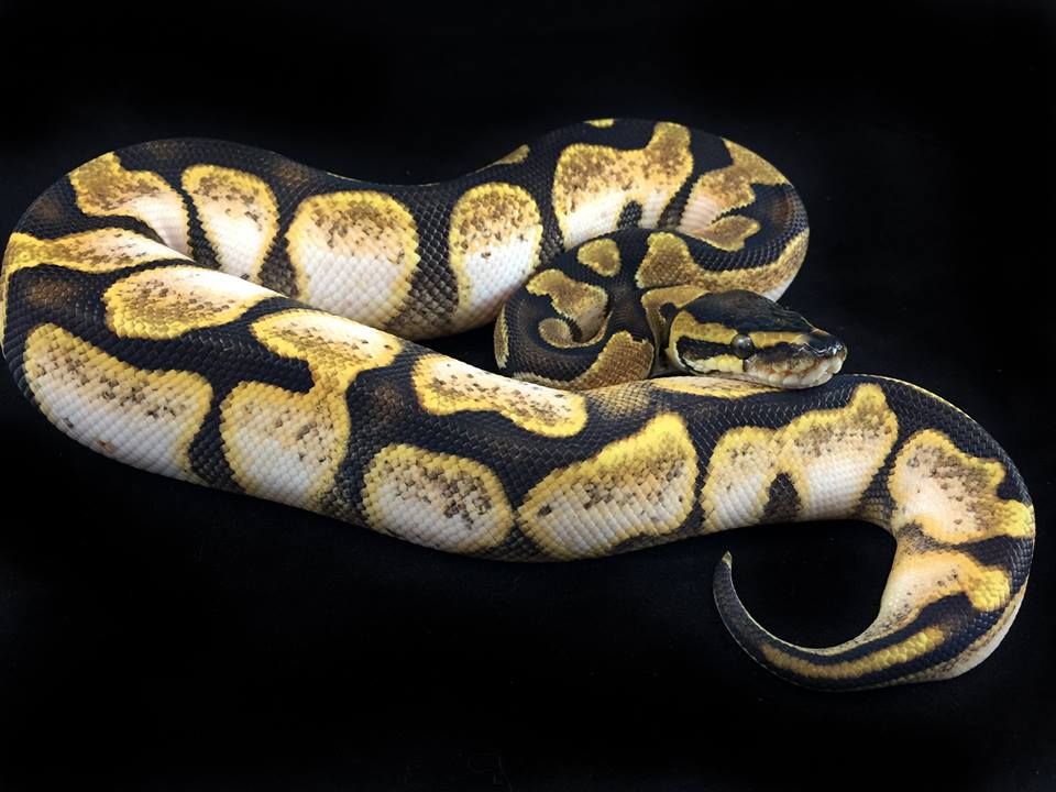 Frame python. Regius Enchi. МОРФА королевского питона Calico. МОРФА Enchi Королевский питон. Императорский удав Regius.