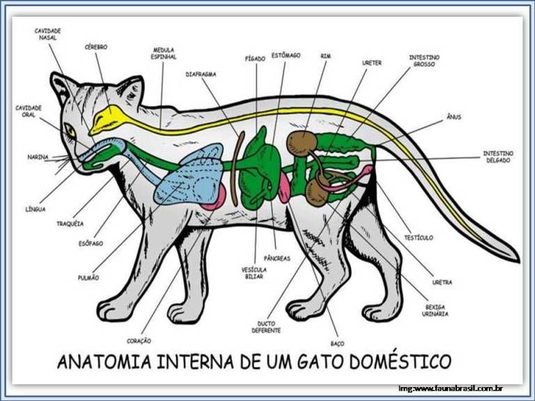 Строение внутренних органов у кота фото и описание