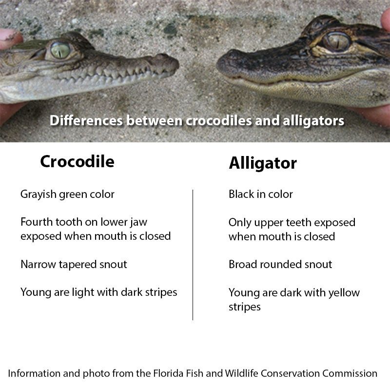 Аллигатор на английском. Отличие крокодила от аллигатора. Difference between Alligator and Crocodile. Различие крокодилов и аллигаторов. Различие аллигатора от крокодила.