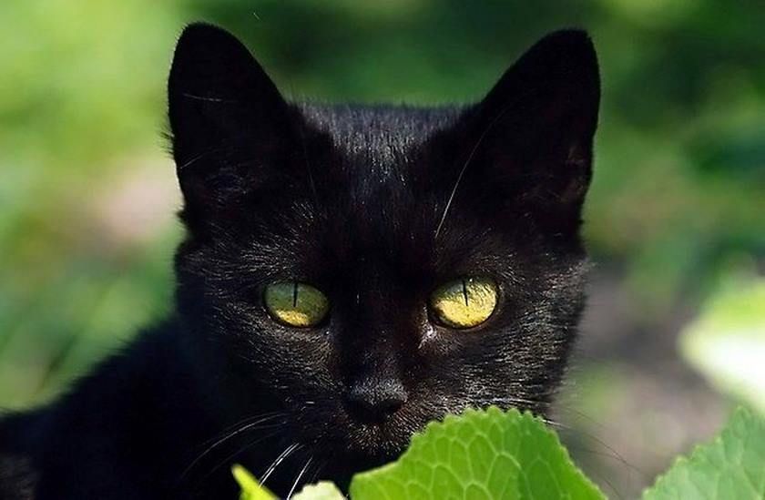 Черная кошка бывает. Бомбейская кошка. Бомбейская черная кошка. Чёрная кошка порода Бомбейская. Черная Бомбейская кошка с зелеными глазами.