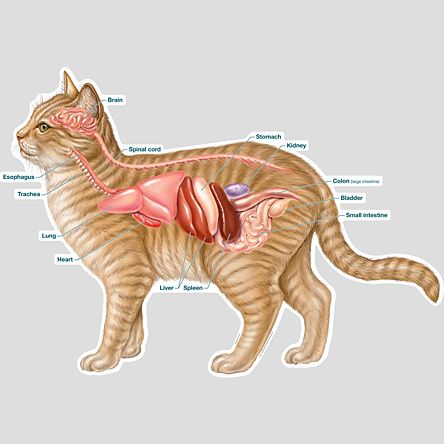 Строение внутренних органов у кота фото и описание