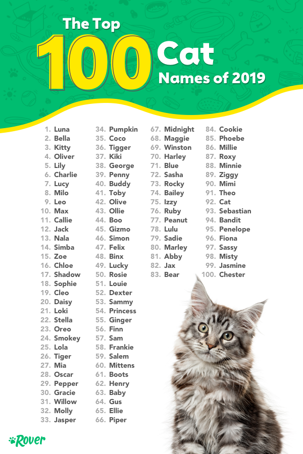 Красивое имя для котика. Список имен для котенка. Имена для кошек. Красивые имена для котят. Красиво тмена для котя.