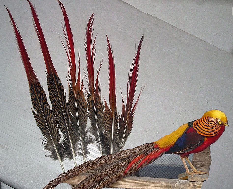 Необычные перья птиц