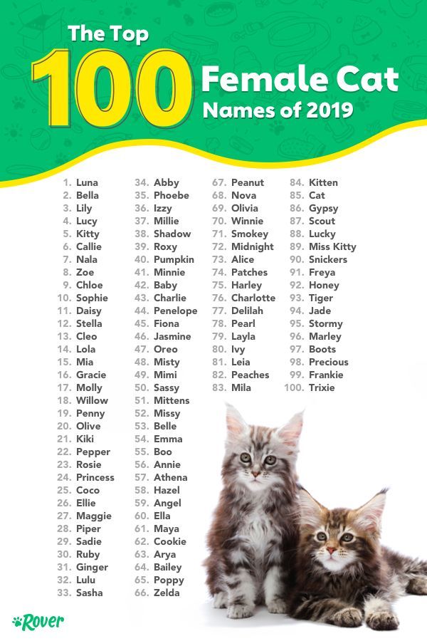Cat s name is. Имена для кошек. Имя для кошечки. Имена для котят. Топ имена для котят.