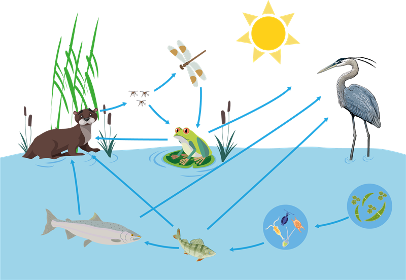 Фитопланктон зоопланктон пищевая цепь. Пищевая цепочка водоема. Цепи питания в водоеме. Цепочка питания пруда.