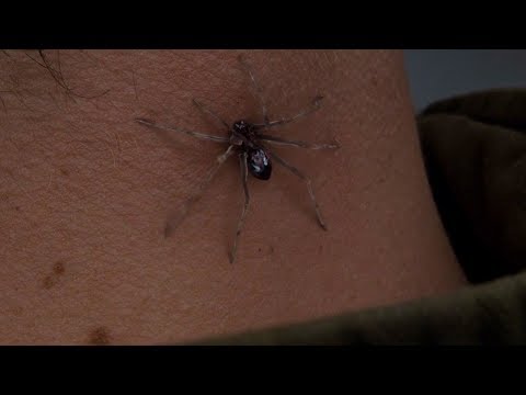 Укуса 2019. Паук который укусил Питера Паркера. Питер Паркер укус паука. Укус радиоактивного паука.