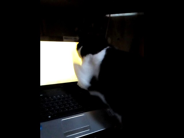 Бегающая мышь по экрану для кота. Мышка бегает по монитору для кошек. Мышь бегает по экрану для кошек. Черный экран и мышь бегает. Видео где бегает мышка