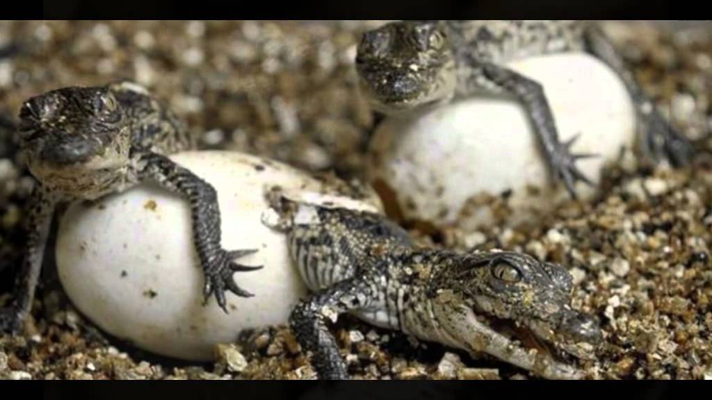 Особенности яйца пресмыкающихся. Размножение пресмыкающихся рептилий крокодил. Нильский крокодил яйца. Гребнистый крокодил размножение. Пресмыкающиеся крокодил яйца.