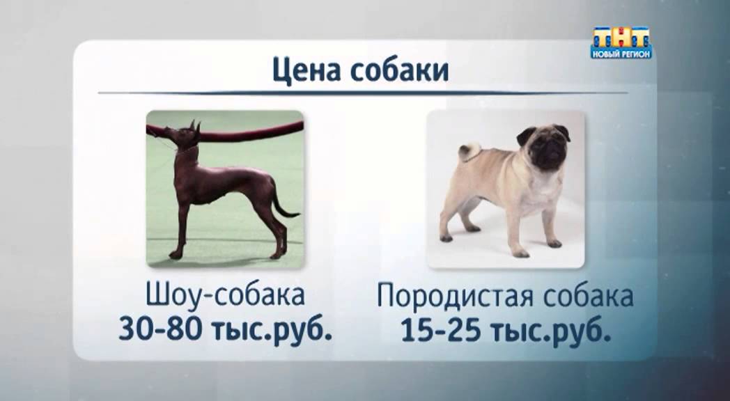 Порода собак в рекламе. Породы собак каталог. Тест на породу собаки. Юля порода собак. Порода собаки в рекламе МТС.