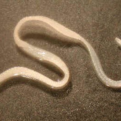 Плоские черви у кошек фото