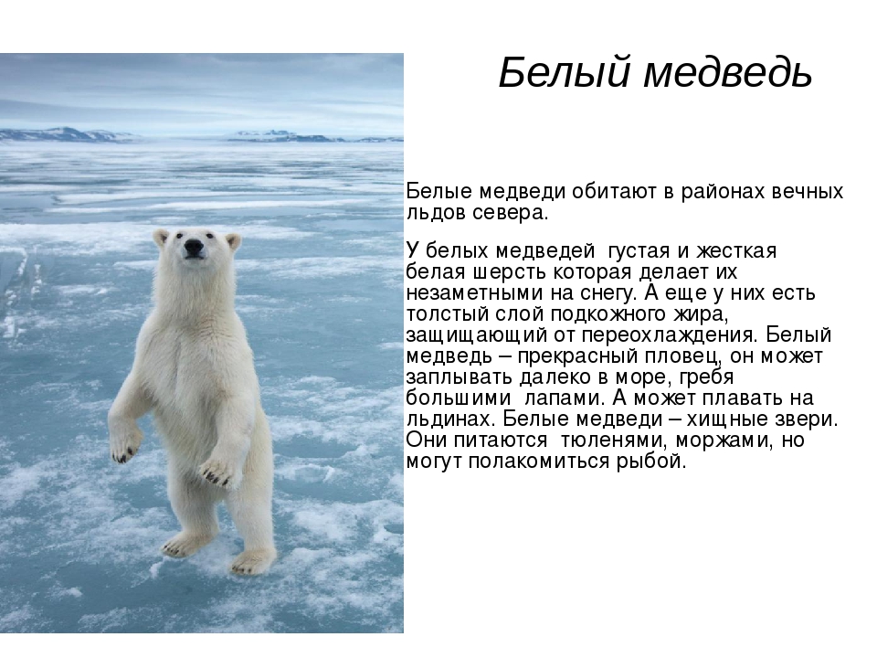 Белый медведь где обитает на каком. Животные в мире холодных районов. Рассказ о белом медведе. Доклад про белого медведя. Интересные факты о белом медведе.